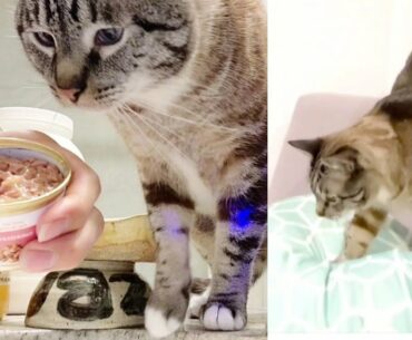 Cat Eats Intense Beauty Formula by Royal Canin After Watching High Fashion Movie Devil Wears Prada