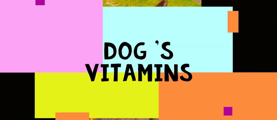 dogs vitamins