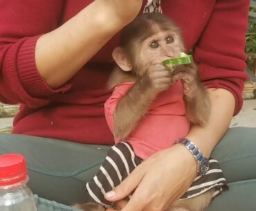 Mother added vitamins to Monkey Ape with fruits and vegetables