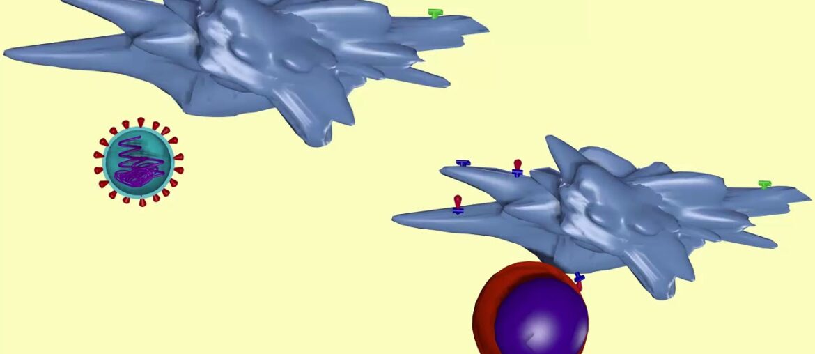diverse roles of dendritic cells in coronavirus infections part 1