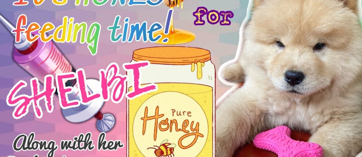 Honey-feeding Routine | Dog’s Daily Vitamins