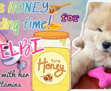 Honey-feeding Routine | Dog’s Daily Vitamins
