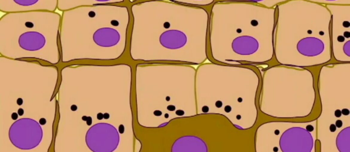 melanin in the skin, cancer risk, & vitamin D in early humans