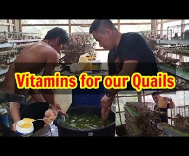 VITAMINS PARA SA ATING PUGO o QUAIL | ANTI-STRESS SUPPLEMENTS