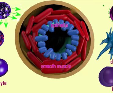 cytokine storm in coronavirus infection