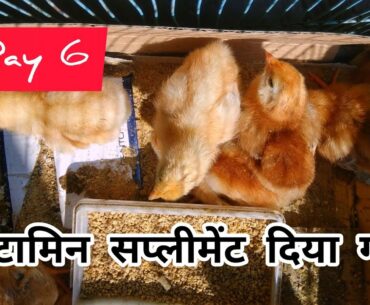 Vitamin supplement given to Chicks | Day 6 ( Hindi )