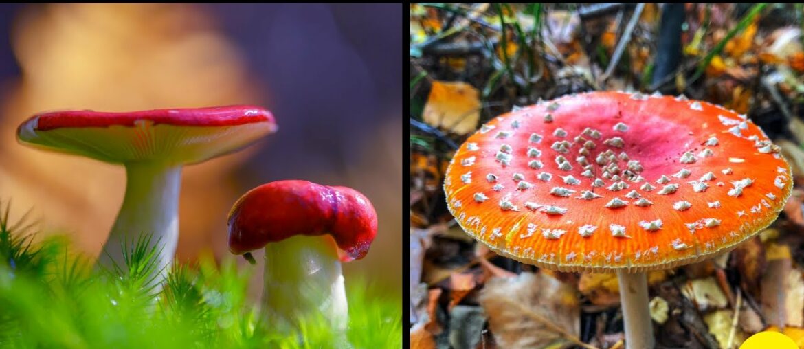 MUSHROOMS THAT WILL BOOST YOUR IMMUNITY (6 Medicinal Mushrooms) | Mushrooms for All Round Health