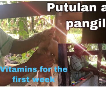 Newborn piglets (week old) bigyan ng vitamins at tanggalan ng pangil