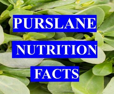 PURSLANE - HEALTH BENEFITS AND NUTRITION FACTS