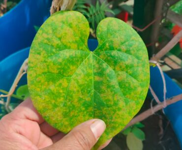 Grow the Best immunity booster at home || GILOY || Maintenance and Uses || #Covid19