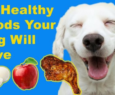 10 Healthy Human Foods Your Dog Will Love - Animal Wellness Magazine