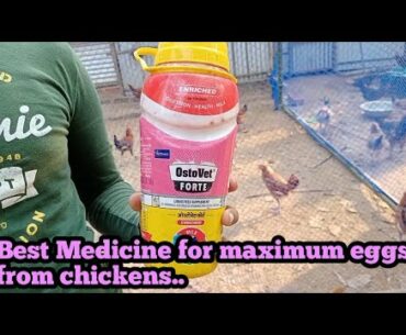 Best Poultry nutrition suppliments for better meat and eggs// Deshi Chicken k liye best vitamin//