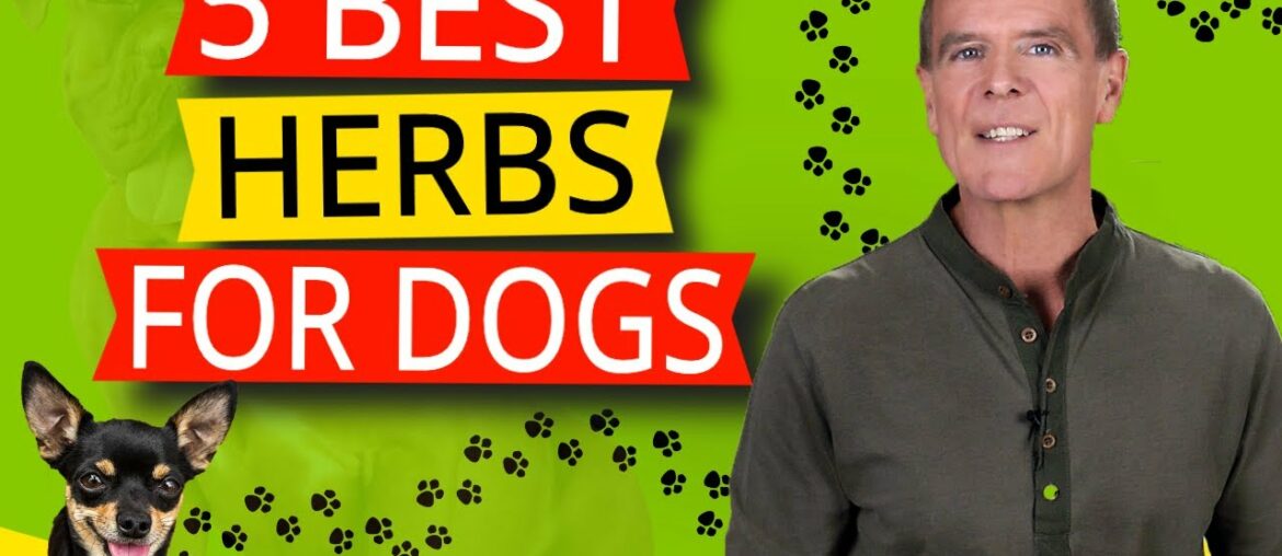 5 Best Nutritional Herbs For Dogs (And One Powerhouse Has Them All)