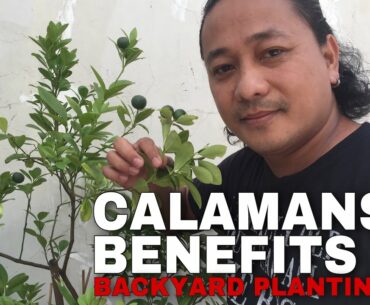 BACKYARD PLANTING | BENEFITS OF CALAMANSI JUICE | VITAMIN C SUPPLEMENT