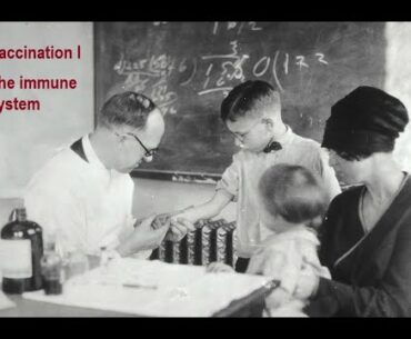 Vaccination I - The immune system
