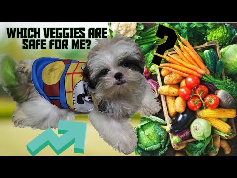 WHICH VEGGIES SAFE FOR OUR DOG || NUTRITION AND MORE VITAMINS