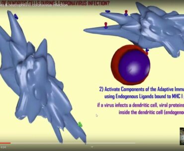 coronavirus: immune reaction, vaccine & tests