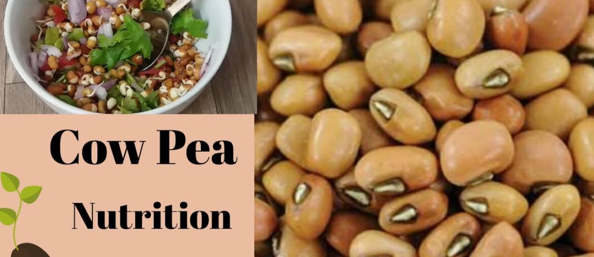 Cow pea( Black eyed bean) Nutrition| Sprouts salad recipe