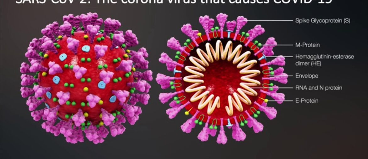 How does the immune system work