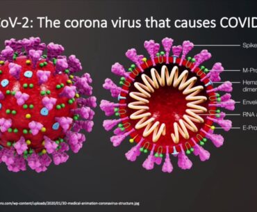 How does the immune system work