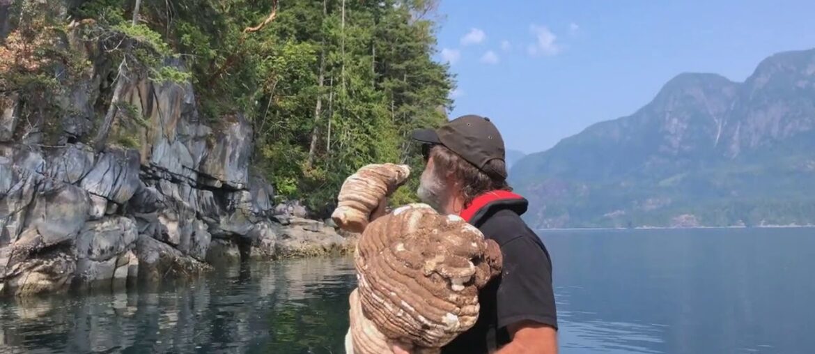 Agarikon - Plant of Immortality, Health, Wellness, Longevity, & Immunity Supplement, Paul Stamets