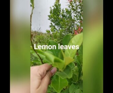 All natural Immunity booster juice