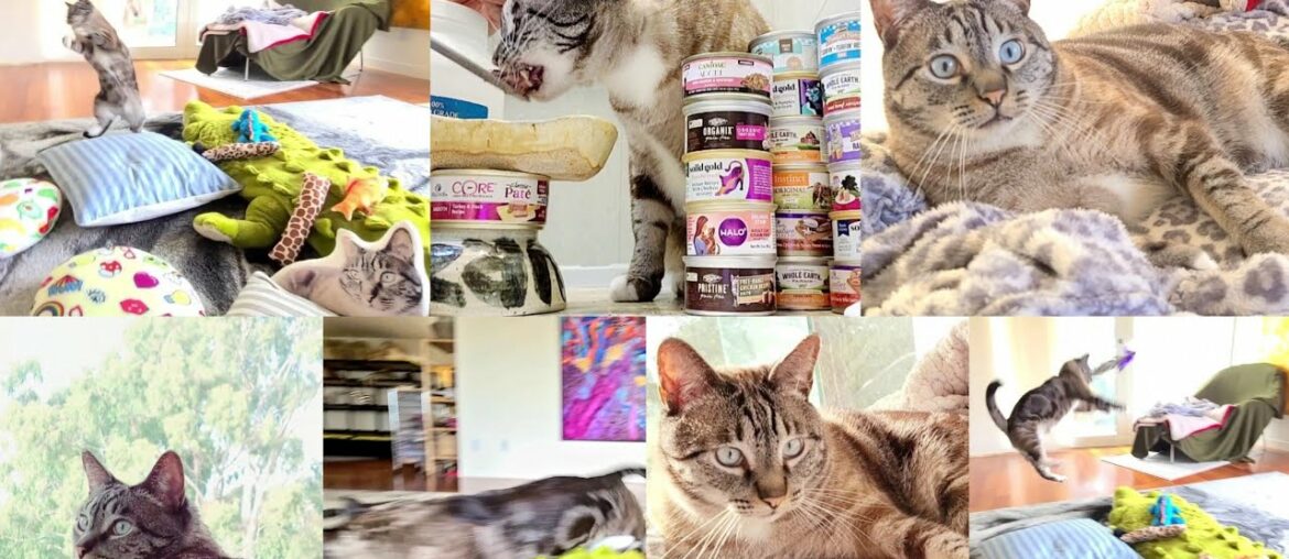 Purina Pro Plan Focus Grain Free Sensitive Skin & Stomach Duck Wet Cat Food Lynx Point Reviews