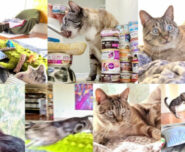 Purina Pro Plan Focus Grain Free Sensitive Skin & Stomach Duck Wet Cat Food Lynx Point Reviews