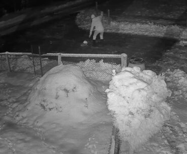 2021 01 11   Can't kill a Coronavirus Pussy