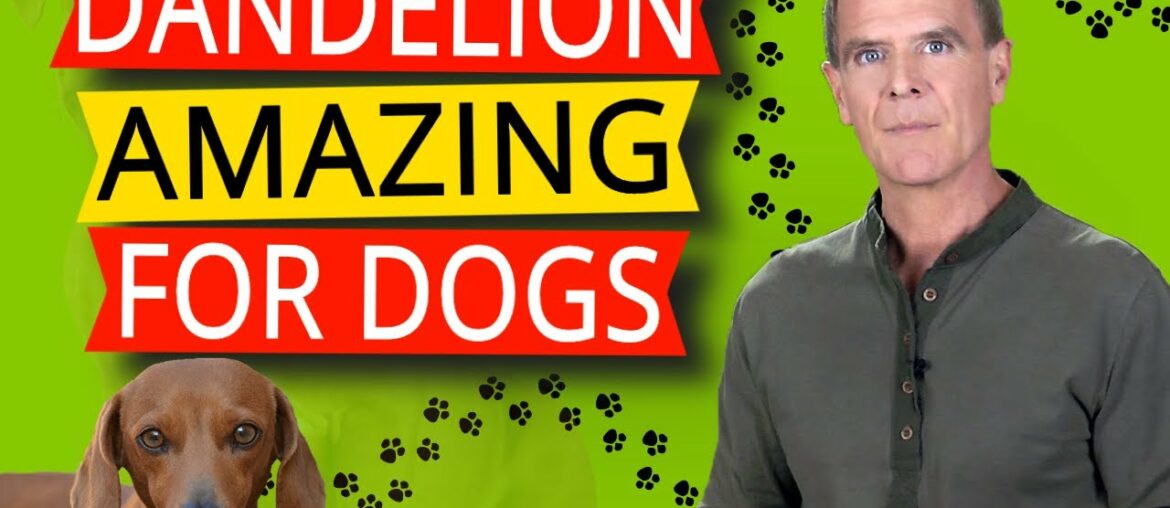 Benefits of Dandelion For Dogs (7 Powerful Nutritional & Healing Benefits)