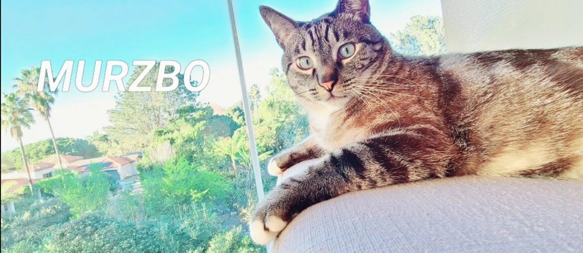 Purina Pro Plan Savor Adult Sole and Vegetables in Sauce Entree Wet Cat Food Similar to Fancy Feast