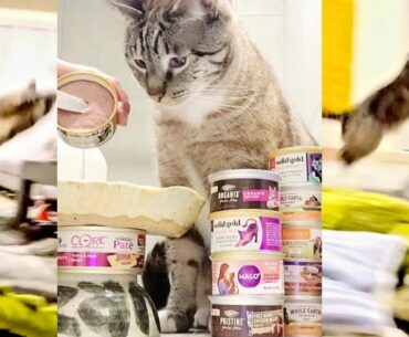 Cat Eats Sardines 1st Time! Solid Gold Five Oceans Sardine & Tuna Grain Free Can Wet Cat Food + Beef