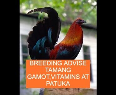 Sabong tips BREEDING ADVISE TAMANG GAMOT,VITAMINS AT PATUKA