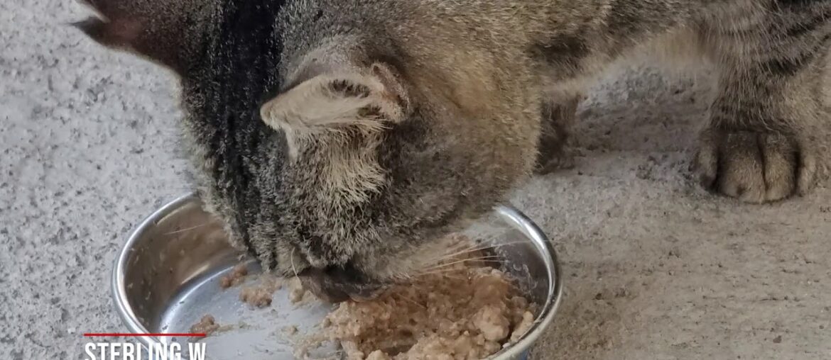 How I give my fussy cat vitamins and calorie boosters