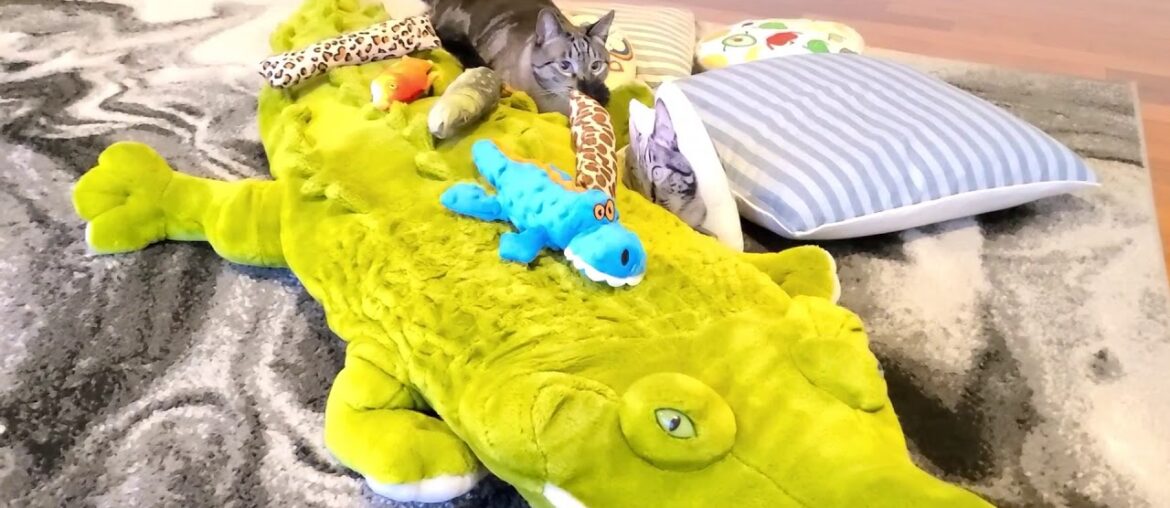 Wellness CORE Signature Selects Natural Grain Free Shredded Chicken & Turkey Wet Cat Food Lynx Point