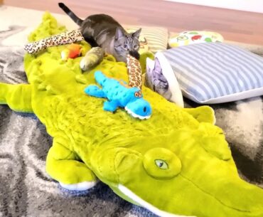 Wellness CORE Signature Selects Natural Grain Free Shredded Chicken & Turkey Wet Cat Food Lynx Point