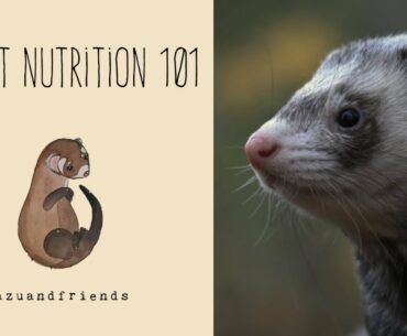 The Ultimate Ferret Nutrition Guide