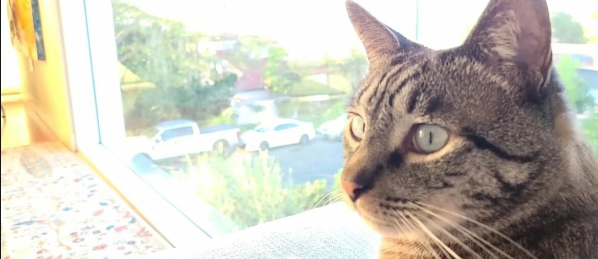 Purina Pro Plan Focus Salmon & Tuna Entree Senior Adult 11+ Wet Cat Food