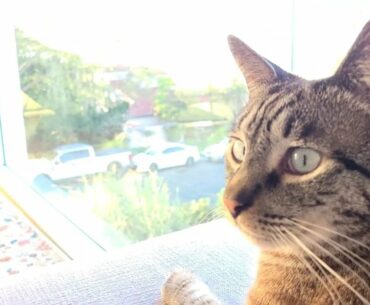 Purina Pro Plan Focus Salmon & Tuna Entree Senior Adult 11+ Wet Cat Food