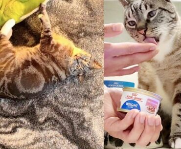 Royal Canin Feline Weight Care Thin Slices in Gravy Canned Adult Canned Fat Cat Food Eating Reviews