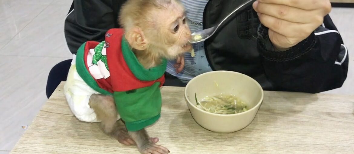 Dad supplement nutrition for prince Rocky by chicken soup