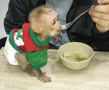 Dad supplement nutrition for prince Rocky by chicken soup