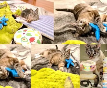 Wellness Natural Canned Grain Free Morsels Turkey Dinner Wet Cat Food