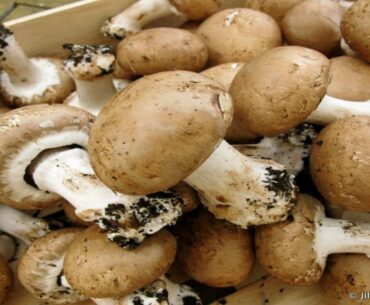 What type of mushroom is the healthiest?
