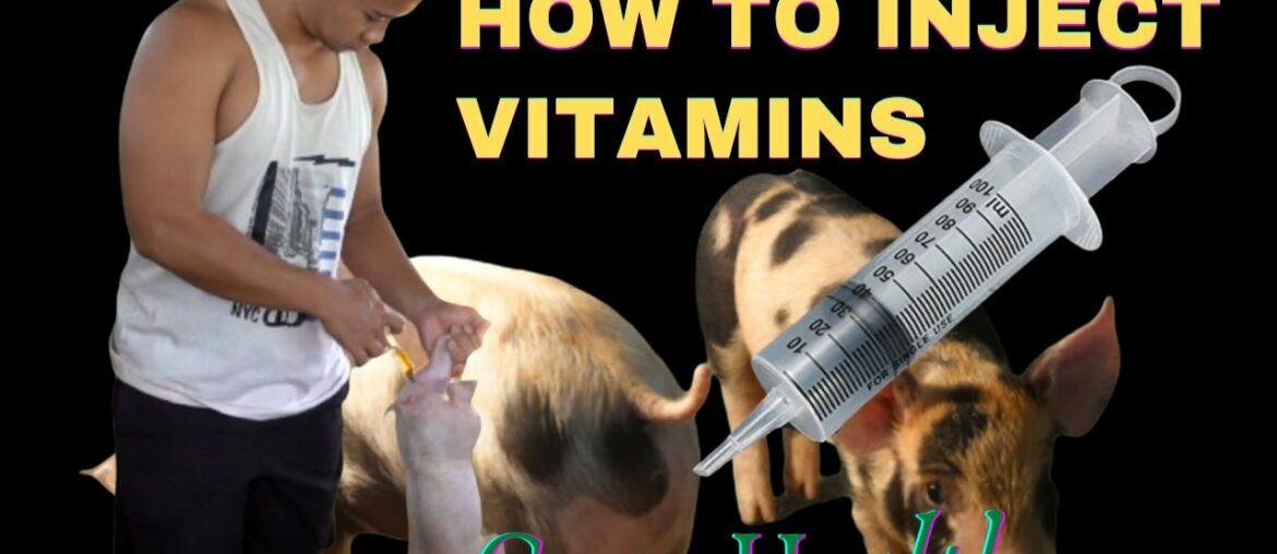HOW TO INJECT VITAMINS IN PIGLETS? PAANO PATABAIN ANG BIIK