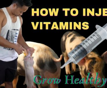 HOW TO INJECT VITAMINS IN PIGLETS? PAANO PATABAIN ANG BIIK