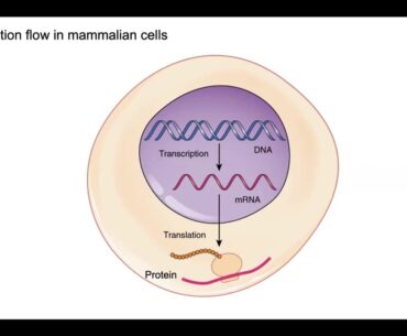 Coronavirus Vaccines vs. Mutations: Who Will Win the Race?
