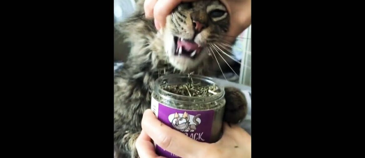 daily dose of internet vitamin