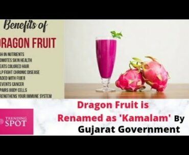Dragon Fruit is high nutritive fruit | that is renamed as 'Kamalam' by Gujarat Government