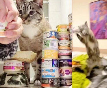 Whole Earth Farms Merrick Pet Foods Real Salmon Recipe Grain Free Canned Cat Food